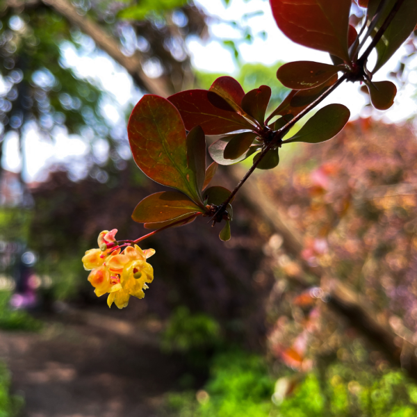 iPhone Fundamentals + Editing Bundle