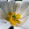 Take Stunning Close-Up Nature Photos with your iPhone