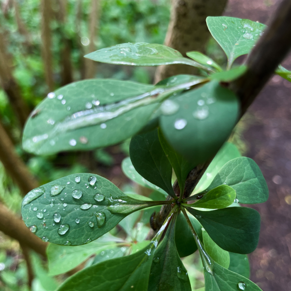 Take Stunning Close-Up Nature Photos with your iPhone