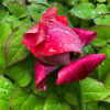 Take Stunning Close-Up Nature Photos with your iPhone