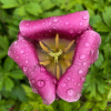 Take Stunning Close-Up Nature Photos with your iPhone