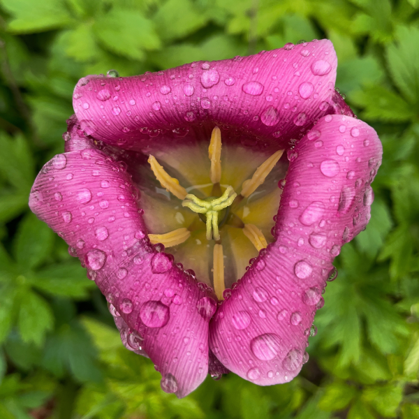 Take Stunning Close-Up Nature Photos with your iPhone