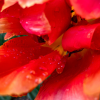 Take Stunning Close-Up Nature Photos with your iPhone