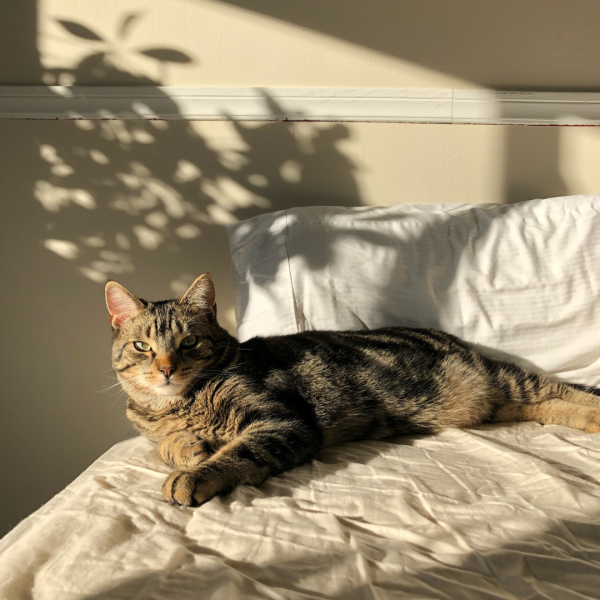 iPhone Fundamentals + Editing Bundle