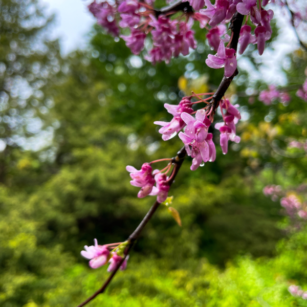 Take Stunning Close-Up Nature Photos with your iPhone